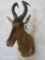 Red Hartebeest Sh Mt TAXIDERMY