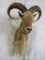 Aoudad Sh Mt TAXIDERMY