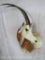 Beautiful Scimitar Horn Oryx Wall Pedestal (TX RES ONLY) TAXIDERMY