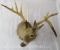 Funky Whitetail Sh Mt TAXIDERMY