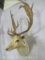 Really Nice Fallow Sh Mt TAXIDERMY