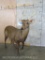 Lifesize Hog Deer no Base TAXIDERMY