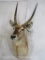 Waterbuck Sh Mt TAXIDERMY