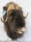 Musk Ox Sh Mt TAXIDERMY