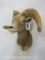 Desert Sheep Sh Mt TAXIDERMY