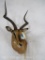 Impala Sh Mt TAXIDERMY