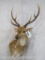 Axis Deer Wall Pedestal TAXIDERMY