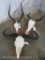 Impala, Tsessebe & Wildebeest Skulls on Plaques (3x$) TAXIDERMY