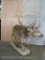 Lifesize Axis Deer on Base TAXIDERMY