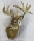 Whitetail Sh Mt TAXIDERMY