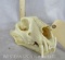 XL Complete Leopard Skull (TX RES ONLY) TAXIDERMY ODDITY