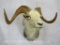 Fannin Sheep Sh Mt TAXIDERMY