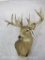 Whitetail Sh Mt TAXIDERMY