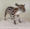 VERY RARE Lifesize Tapir No Base (TX RES ONLY) TAXIDERMY ODDITY