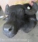 Water Buffalo Sh Mt TAXIDERMY