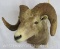 Bighorn Sheep Sh Mt TAXIDERMY