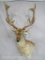 Really Nice Fallow Sh Mt TAXIDERMY