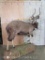 Lifesize Nyala on Base TAXIDERMY