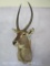 Waterbuck Sh Mt TAXIDERMY