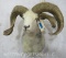 Jacobs Sheep *4 Horn* Sh Mt TAXIDERMY