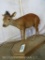 Lifesize Red Duiker on Base TAXIDERMY
