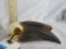 Really Cool Hornbill Skull TAXIDERMY