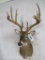 Uncommon 10 PT Whitetail Sh Mt TAXIDERMY