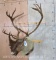 XL Caribou Sh Mt TAXIDERMY