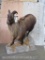 Lifesize Tahr on Base