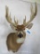 14 PT Whitetail Sh Mt TAXIDERMY