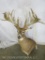 Giant Whitetail Sh Mt As Big As They Come TAXIDERMY