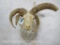 Freak Jacob?s 4 Horn Sheep Sh Mt TAXIDERMY