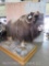 Lifesize Musk Ox on Base