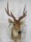 Russa Deer Sh Mt TAXIDERMY