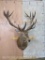 Really Pretty Red Stag Sh Mt TAXIDERMY