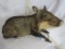 Lifesize Laying Peccary TAXIDERMY