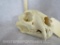 XL Complete Leopard Skull (TX RES ONLY) TAXIDERMY