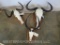 Black Wildebeest, Blue Wildebeest & Impala Skulls on Plaques (3x$) TAXIDERMY