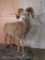 Lifesize Bighorn Sheep on Base TAXIDERMY