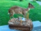 SUPER RARE Royal Antelope Life-size mount... 18 1/2 x 10 inch base, 16 1/2 inches tall on base, horn