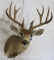 13 PT Mule Deer Sh Mt TAXIDERMY