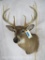 10 PT Whitetail Sh Mt TAXIDERMY