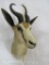 Springbok Sh Mt TAXIDERMY