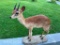RARE little Suni - Pygmy Antelope life-size Taxidermy Mount on base 20 inches long, 7 inches wide, 2