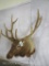 ELK SH MT W/VELVET ANTLERS TAXIDERMY