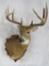 Whitetail Sh Mt on Plaque TAXIDERMY