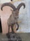 Lifesize Ibex on Base TAXIDERMY