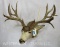 XL Mule Deer Sh Mt W/Drop Tine TAXIDERMY