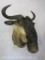 Blue Wildebeest Sh Mt TAXIDERMY