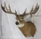 Reproduction Whitetail Sh Mt 193 6/8